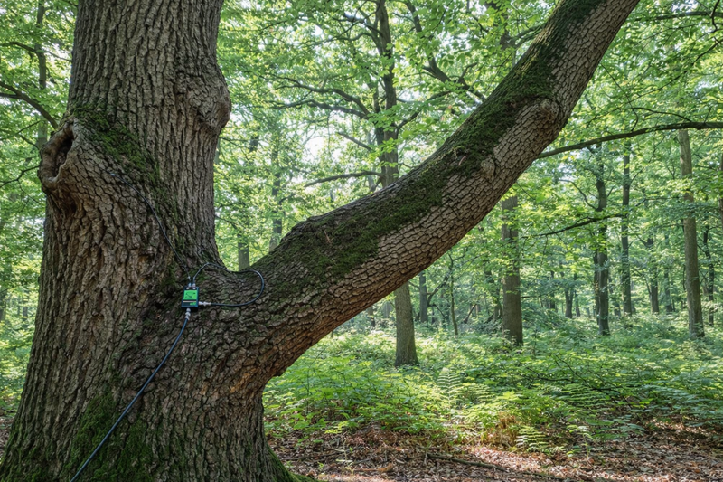 Maintaining Tree Trunk Health for Structural Integrity and Long-Term Ecological Benefits — slide 1