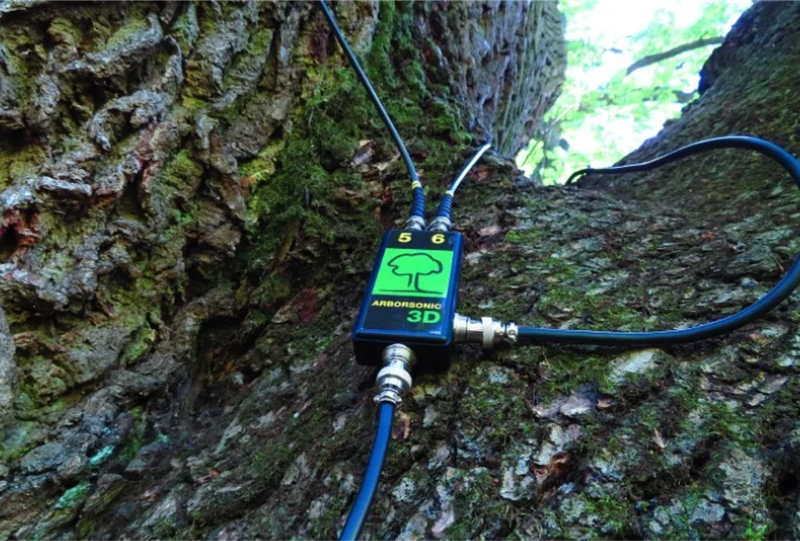 Maintaining Tree Trunk Health for Structural Integrity and Long-Term Ecological Benefits