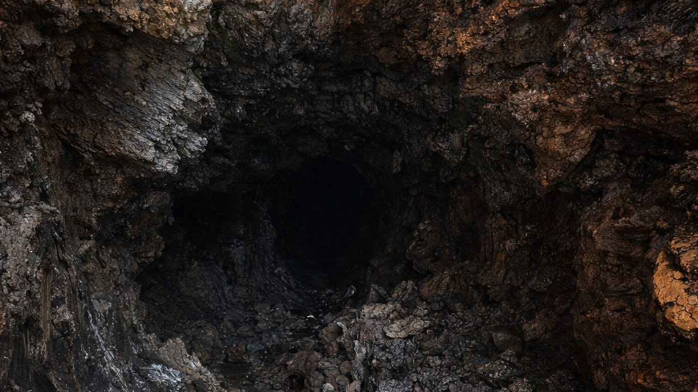 Hidden Tree Damage Revealed: The Importance of Internal Tree Inspection Technology